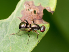 Nemopoda nitidula