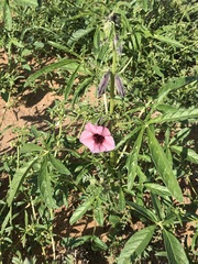 Sesamum triphyllum