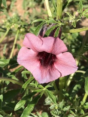 Sesamum triphyllum
