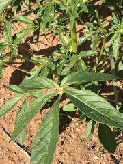 Sesamum triphyllum