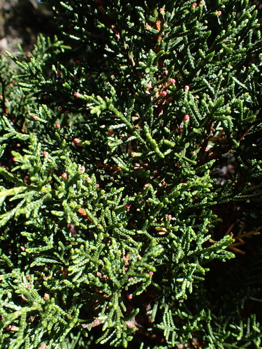 Diselma archeri, photograph 5