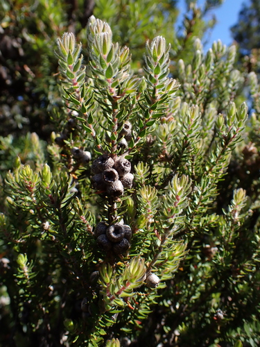 Melaleuca squamea, photograph 6