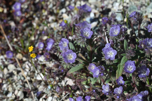 Transverse Range phacelia (Phacelia exilis)