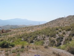 Macrochloa tenacissima