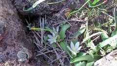 Ornithogalum lanceolatum