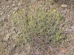 Launaea fragilis