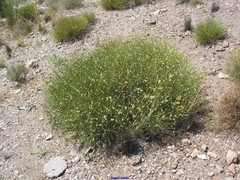 Genista umbellata