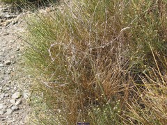 Genista umbellata