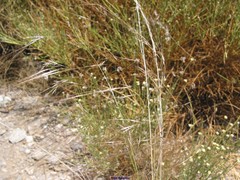 Stipa lagascae