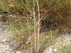 Genista umbellata
