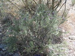 Lavandula stoechas