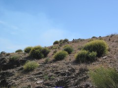 Anthyllis cytisoides