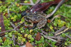 Eupsophus emiliopugini