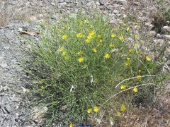 Launaea arborescens
