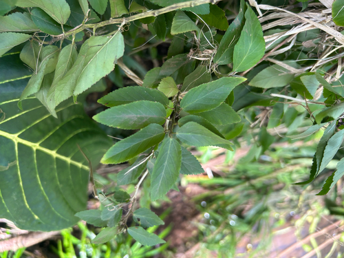 Sida planicaulis observed 2026-03-15