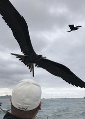 Fregata magnificens