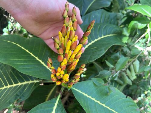 Sanchezia parvibracteata observed 2026-03-15