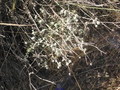 Teucrium capitatum gracillimum