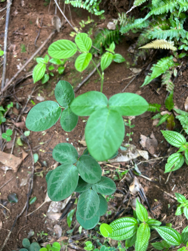 Desmodium incanum observed 2026-03-15