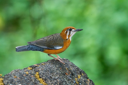 Orange-headed Thrush (Geokichla citrina), photo 3