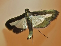 Diaphania infimalis