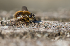 Tachina ursina