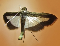 Diaphania infimalis