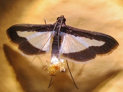 Diaphania infimalis