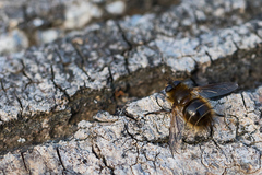 Tachina ursina
