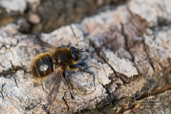 Tachina ursina