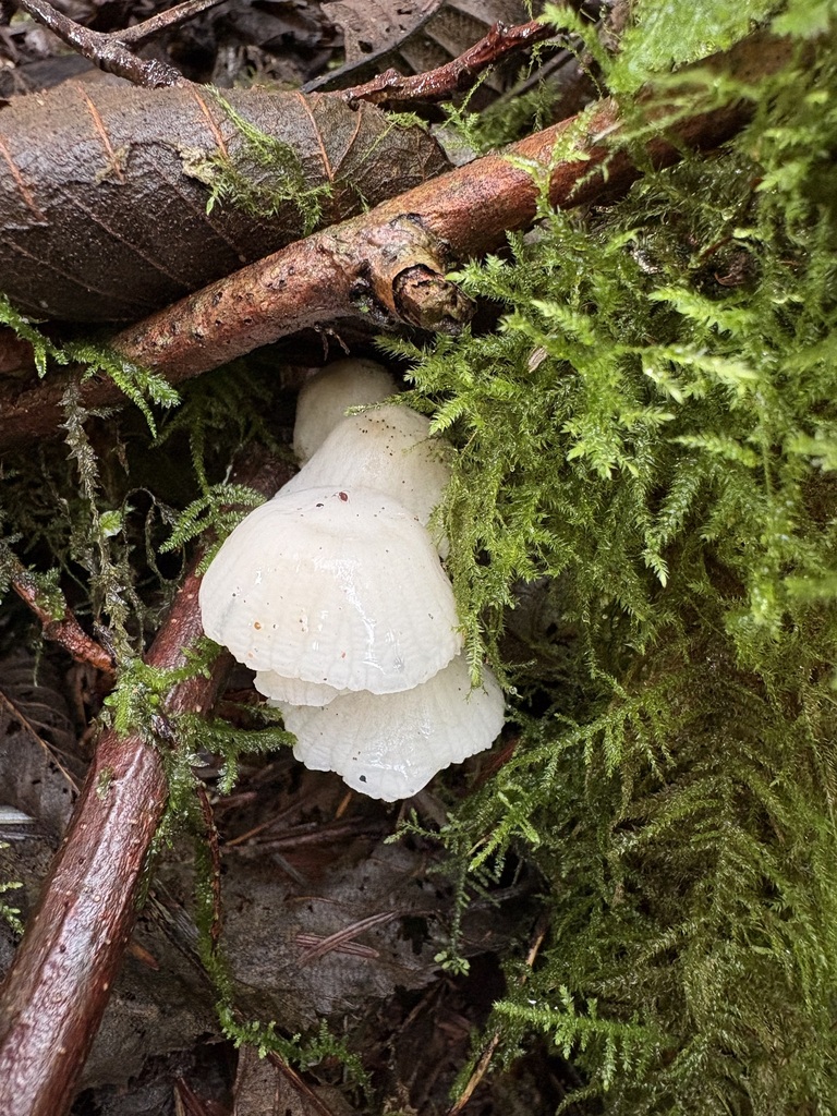 Marasmiellus candidus · March 2026 · photo: © jerryn (iNaturalist, cc-by)