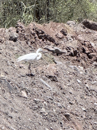 Great Egret