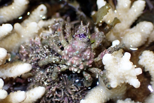 Tylocarcinus observed 2026-03-02