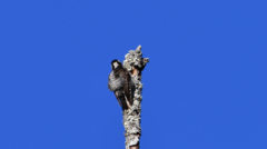 Dryobates stricklandi