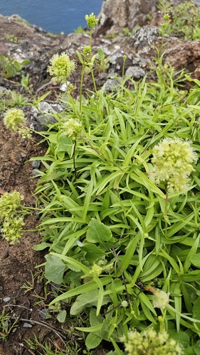 Schiedea globosa observed 2026-03-15
