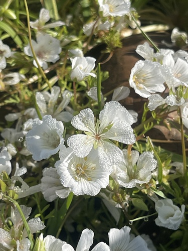 iNaturalist observation photo of white meadowfoam