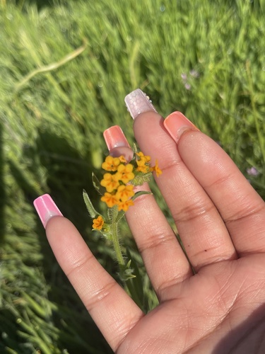 iNaturalist observation photo of Fiddlenecks