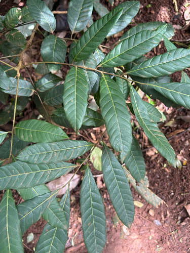 Dimocarpus, 2026-03-15