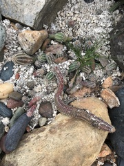 Lobivia silvestrii