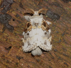Euglyphis contubernalis
