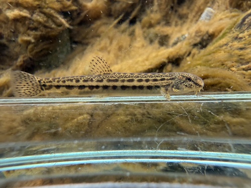 Japanese striped loach (Cobitis biwae) — Cobitidae — 5