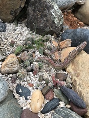 Lobivia silvestrii