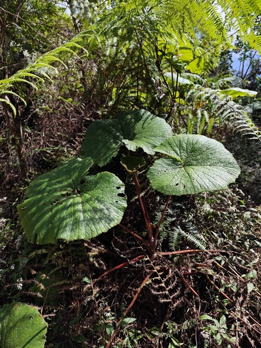 Gunnera macrophylla observed 2026-03-15