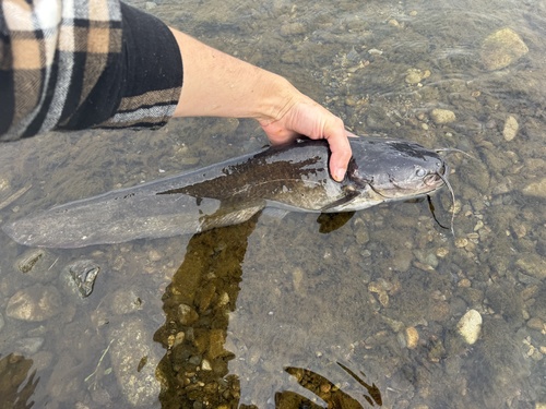 Amur catfish (Silurus asotus) — Siluridae — 2