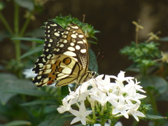 Papilio demoleus