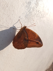 Opsiphanes boisduvallii