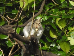 Sciurus carolinensis