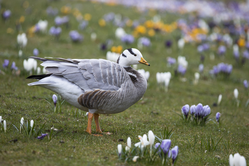 Bar-headed Goose, photo 6 of 8