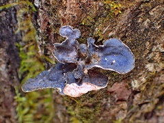 Lobaria hallii