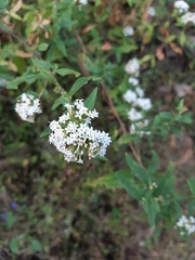 Stevia serrata